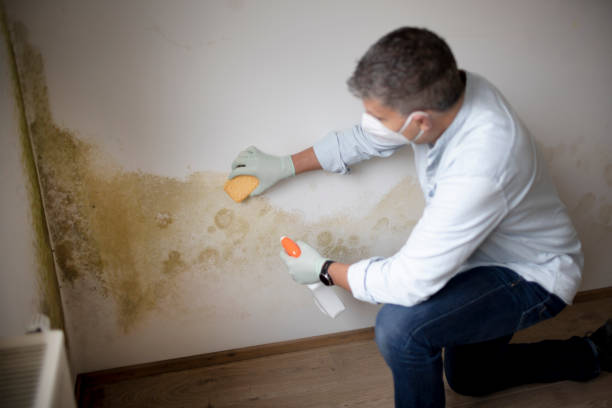 Best Mold-Related Health Consultation  in Tenino, WA