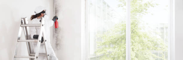 Best Biohazard Mold Removal  in Tenino, WA