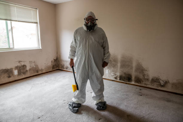 Best Mold Damage Restoration  in Tenino, WA
